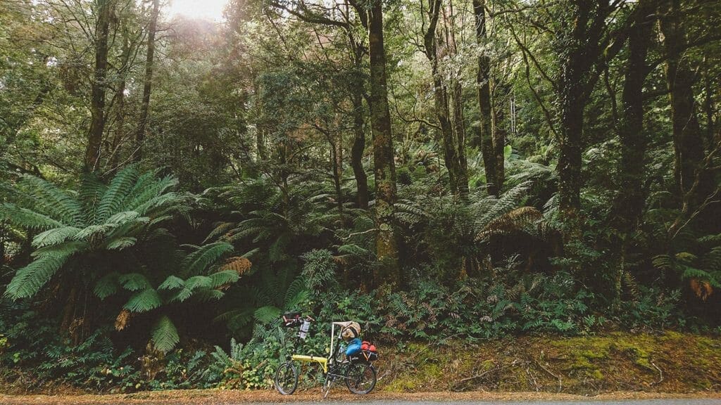 Tasmanian Forest with Bike